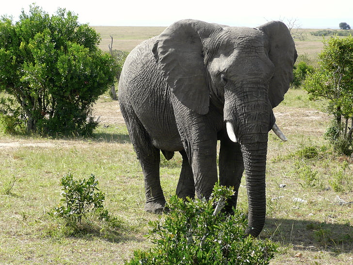 elevant, Masai, Mara, Kenya, looma, suur, imetaja