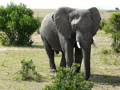 象, マサイ族, マラ, ケニア, 動物, 大きな, 哺乳動物