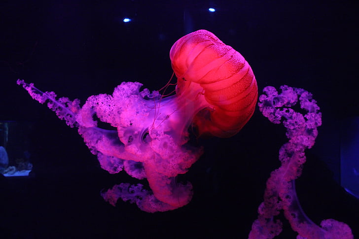 colorful, fish, jelly, jellyfish, jellyfishes, pretty, tank