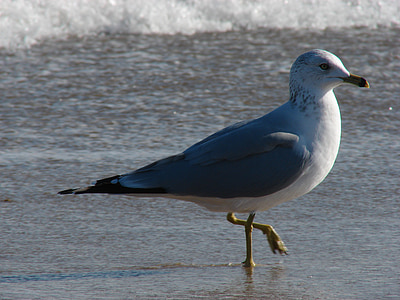 gull, seagull, ocean, beach
