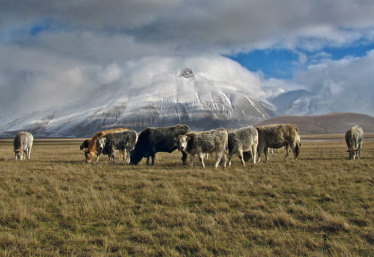 herd, cattle, grass, field, near, mountain, cloudy
