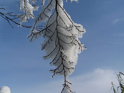 ramo dello Snowy, inverno, natura