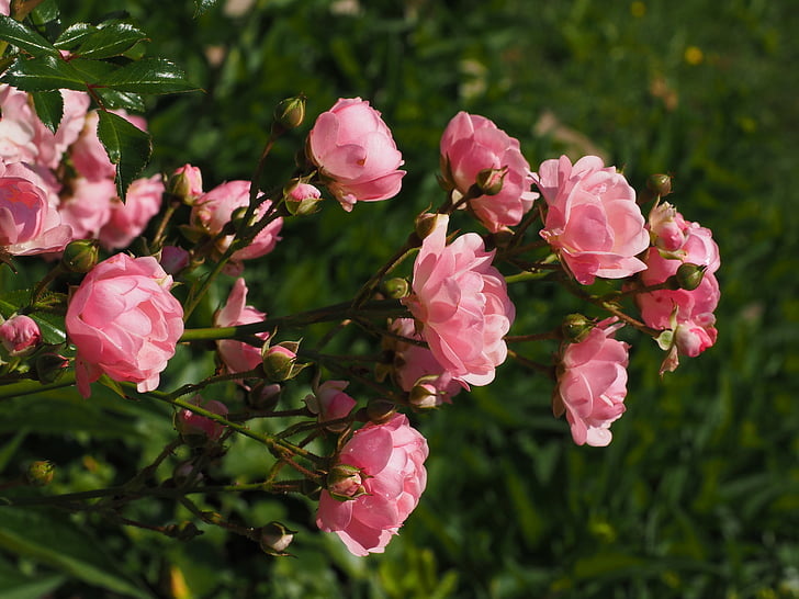 Троянди, рожевий кущ, рожевий, Троянди ґрунтопокривні, цвітіння, цвітіння, сад