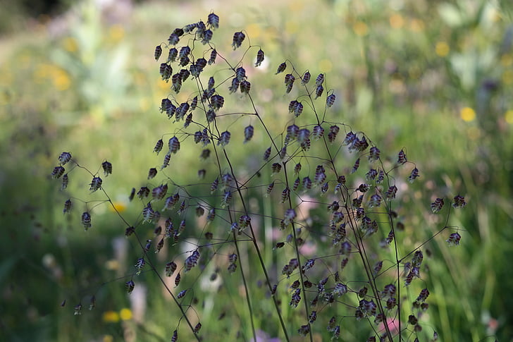 quaking grass, Briza media, herbe, ordinaire, réglisse, Poaceae, Prairie de Mager