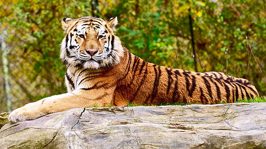 タイガー, 休憩, 野生動物, 大きな猫, 野生動物, ネコ科の動物, 見つめて