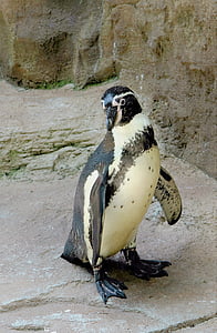 пингвин, Sealife, птица, дива природа, море, диви, вода