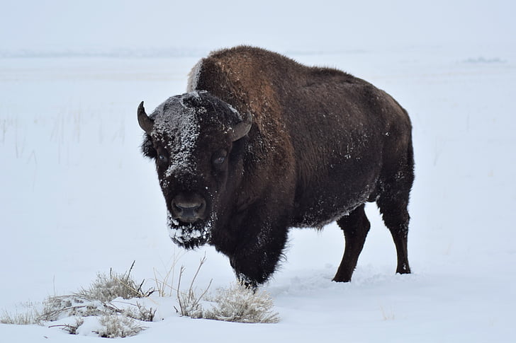 Bisó, búfal, l'hivern, mamífer, vida silvestre, nord-americà, animal