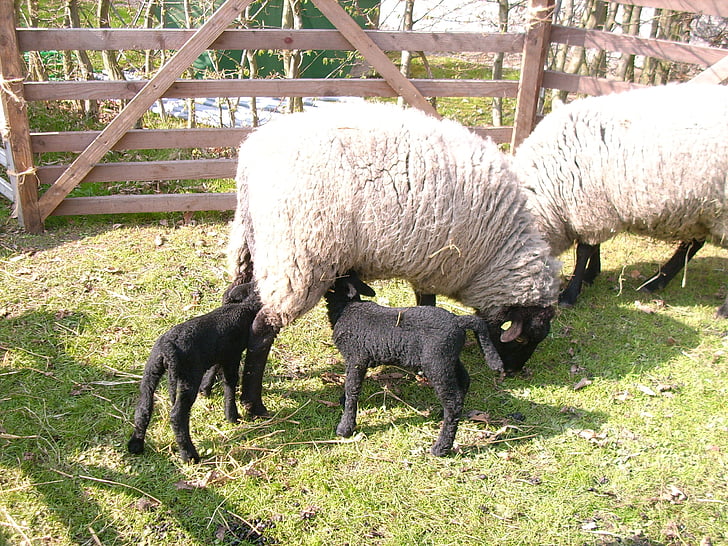 ovce, čierna jahniat, Veľkonočné, svet zvierat, farma, dojčiť, nápoj