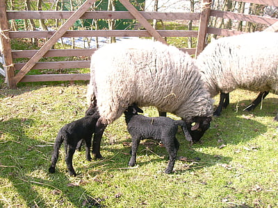 sheep, black lambs, easter, animal world, farm, suckle, drink