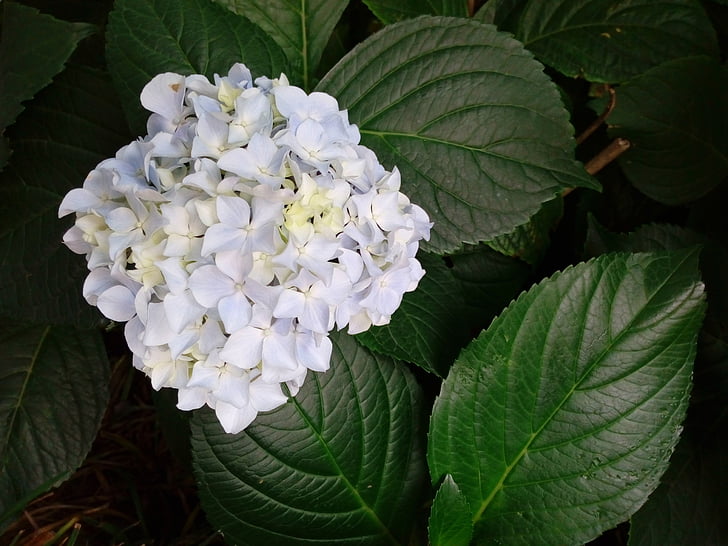 Hortènsia, pura, Hortènsia blanc, flor, fulla, creixement, planta