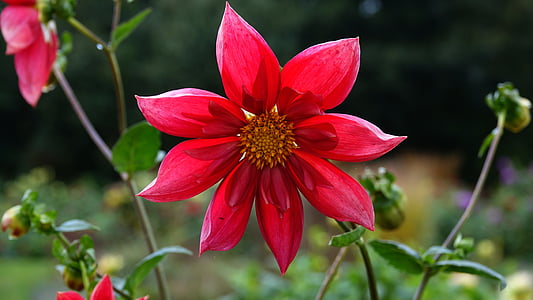 Dahlia, Podzimní květiny, podzim, květ, červená, okvětní lístek, růst