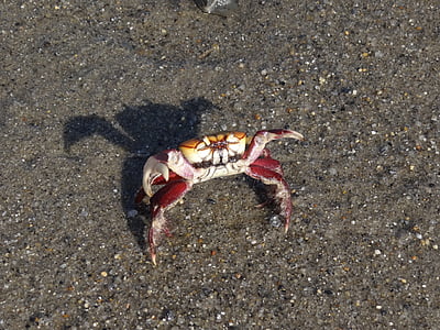 crabe, plage, nature, mer, griffe, animal, fruits de mer