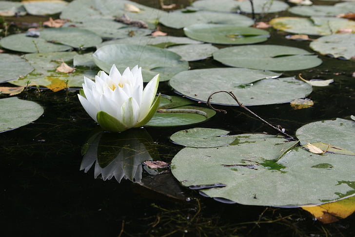 thực vật thủy sinh, Hoa, water lily, trắng, Ao