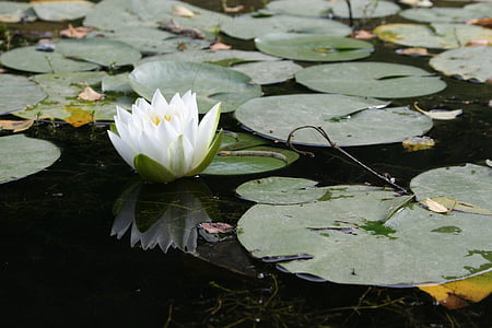 Wasserpflanze, Blume, Seerose, weiß, Teich