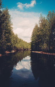 Фото, Грин, деревья, вблизи, тело, воды, дневное время