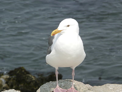 seagull, white, animal, bird, waterbird, feathered