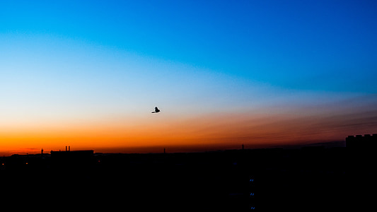 modrá, oranžová, silueta, Chenguang, ranní slunce, ráno