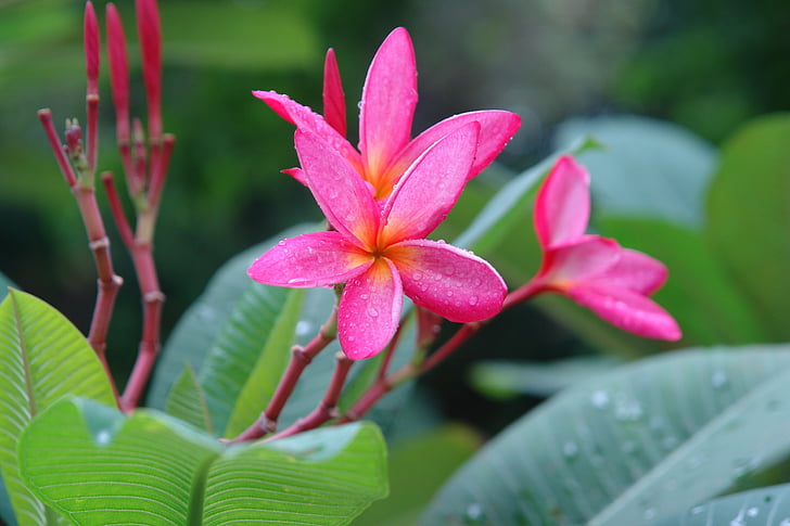 plumeria, frangipani, pink flower, nature, tropical, plant, petal