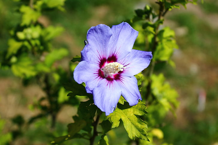 hibisc, arbre, flor, planta, natura, fulles, flor de color blau
