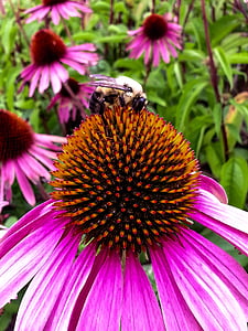 Echinacea, bunga, lebah, warna-warni, alam, warna-warni, serangga
