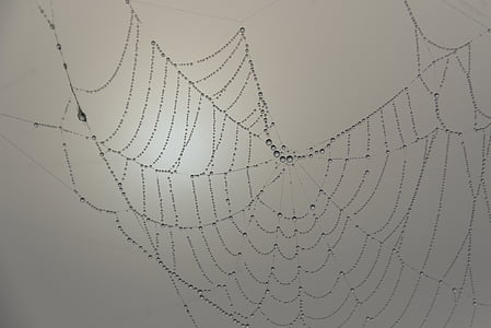 Spinnennetz, Perlen, Morgentau, Hintergründe, keine Menschen, konzentrische, Zerstörung