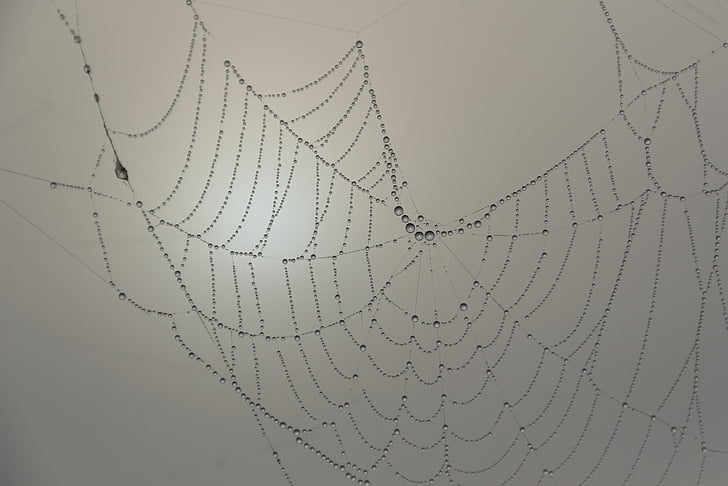 paukova mreža, pauk, paukova mreža, paučina