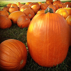 pumpkin, patch, autumn, halloween, garden, kid, seasonal