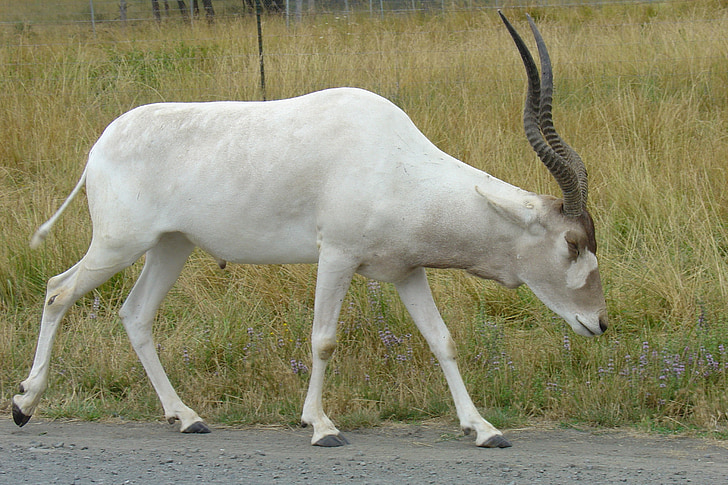 Addax, antilope, bianco, palchi di corna, safari della fauna selvatica, animali, mammiferi