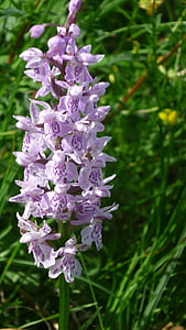 Heath fläckig orchid, tyska orkidé, små blommor, Mountain-äng, Stäng, skyddad, blommande växt