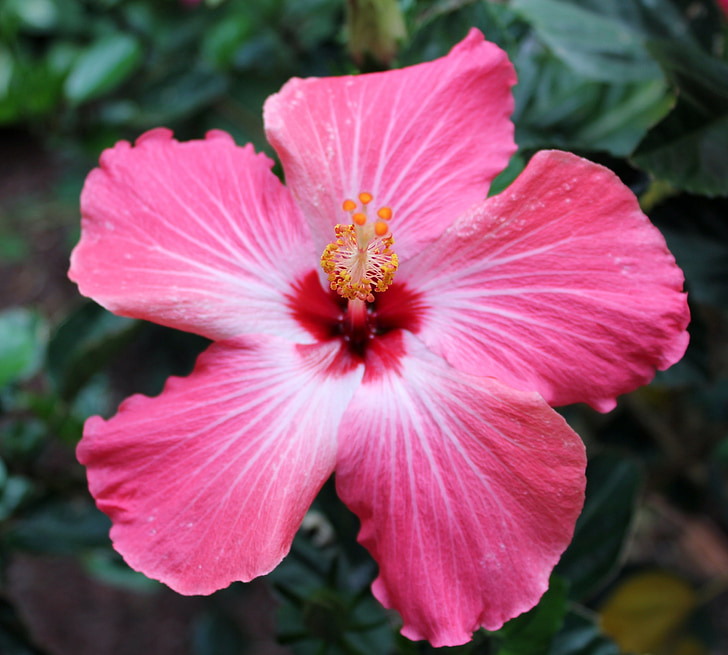 flor, tropical, -de-rosa, hibisco