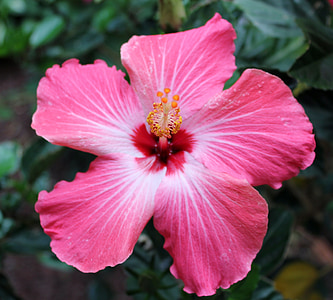 цветок, тропический, розовый, Гибискус