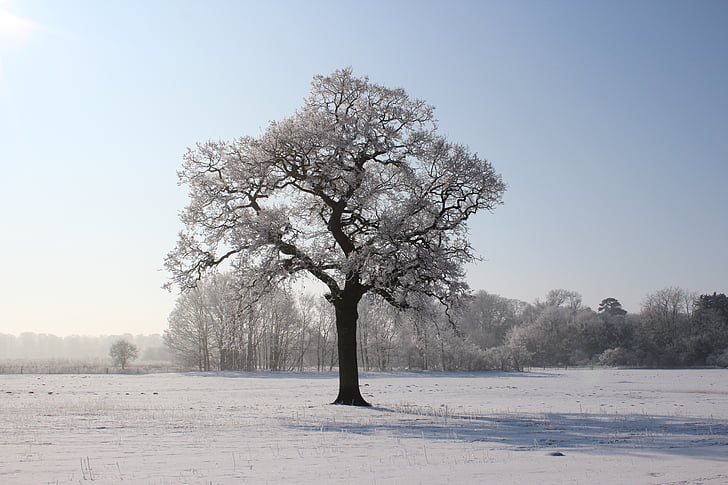 зимни, дърво, сняг, пейзаж, студено, синьо, небе