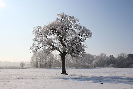 l'hivern, arbre, neu, paisatge, fred, blau, cel