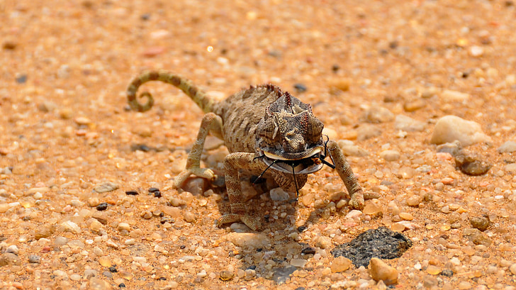 Chameleon, Afrika, Namíbia, Príroda, Namib desert, Desert, duny
