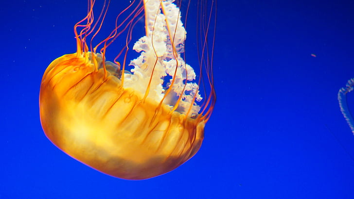 jellyfish, water, underwater, animal, ocean, marine, sea