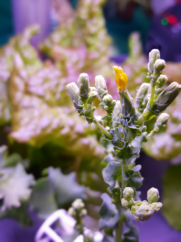 anlegget, løvverk, blomst, hydroponic, 萵 radicchio, grønn salat roll