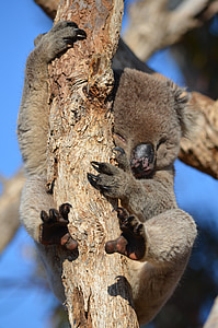 Koala, Fauna, Austrália, zviera, divoké, voľne žijúcich živočíchov, vačkovca