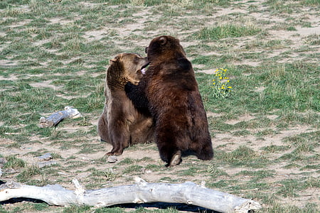 grizzly bear, brown bear, grizzly, bear, predator, wild animal, dangerous