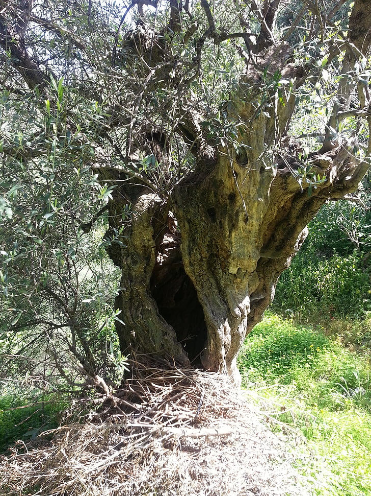 olīvkoks, Vidusjūras reģiona, koks, vecais, zaļa, daba, Crete