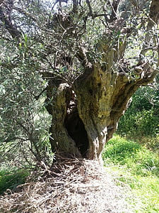 olīvkoks, Vidusjūras reģiona, koks, vecais, zaļa, daba, Crete