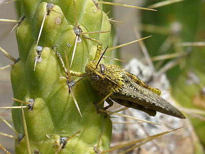 grasshopper, lobster, detail, eyes grated, cactus, insect, orthopteron