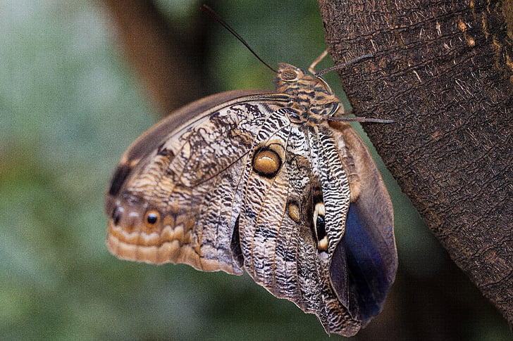 Caligo eurilochus, akis, drugelis, Egzotiški, tropikuose, atogrąžų, skalė