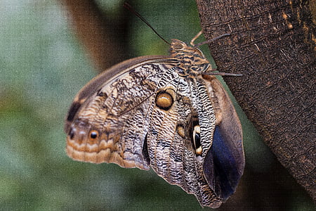 Caligo eurilochus, ojos, mariposa, exóticos, zonas tropicales, tropical, escala