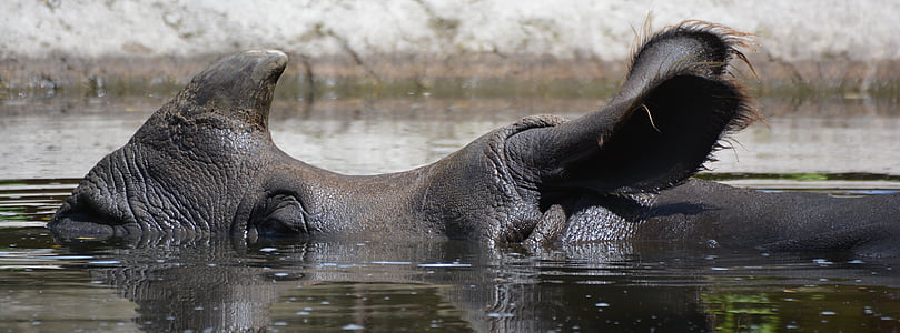 rhino, animal, rhinoceros, mammal, horn, refreshment, cooling