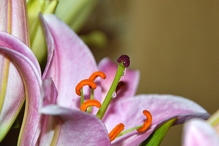 Lily, pistill, pollen, blomman nektar, nektar, nektar droppar, blomfoder