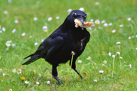 crow, raven, raven bird, black, bill, feather, fly