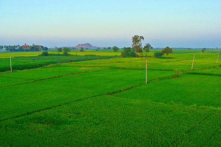 rijstvelden, Paddy teelt, Tungabhadra plains, Raichur, Karnataka, India