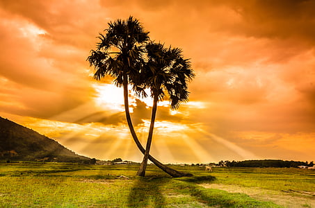 tree, thot, sunset, beauty, vietnam, palm trees, field