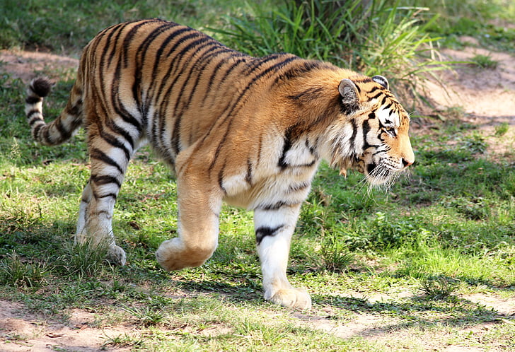 tijger, Wild, op zoek, wandelen, dierentuin, Feline, carnivoor