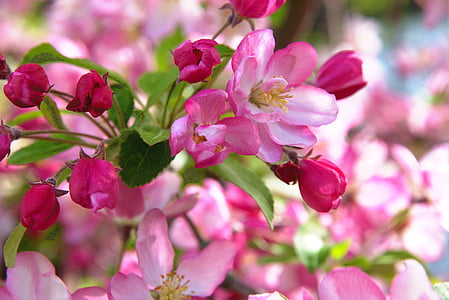 primavera, flores, Apple, árbol de manzana, plena floración, rojo